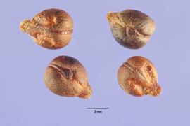   Seeds:   Vitis cinerea ; Photo by S. Hurst, USDA-NRCS Plants Database
